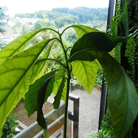 Saar-mosel-tal Appartement